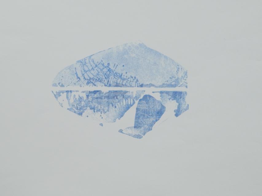 Nexus - Donax vittatus — 15 / 15