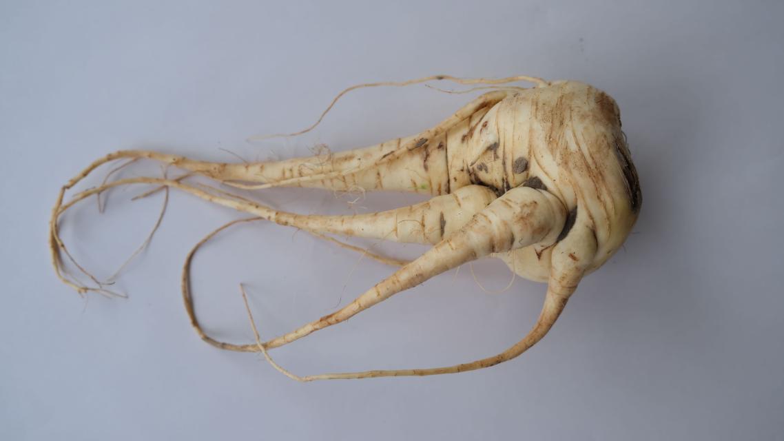 Growing - Sleeping Parsnip — 2 / 9